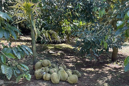 Gần 2.000 container sầu riêng xuất khẩu mắc kẹt vì tạm ngừng xét nghiệm