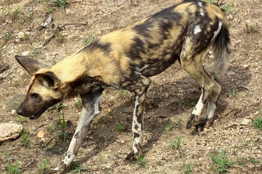 Bị chó cắn, nên theo dõi như thế nào?