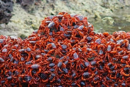 Hàng chục triệu cua đỏ bắt đầu cuộc di cư hàng năm