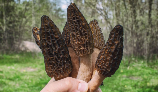 Loại cây dại mọc um tùm ở Việt Nam, "trời Tây" bán giá 13 triệu đồng/kg