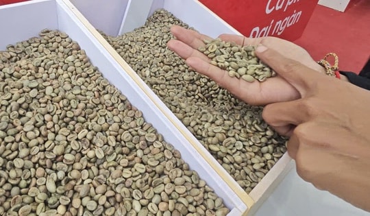 Giá cà phê hôm nay 25-10: Hồi phục và điểm lạ của thị trường số 1