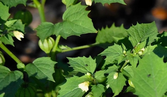 Loại cây dại mọc ven đường là "thần dược tự nhiên" cực tốt