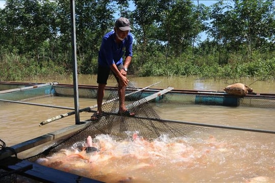 Đồng Nai còn nhiều dư địa bứt phá thành vùng sản xuất thủy sản công nghệ cao