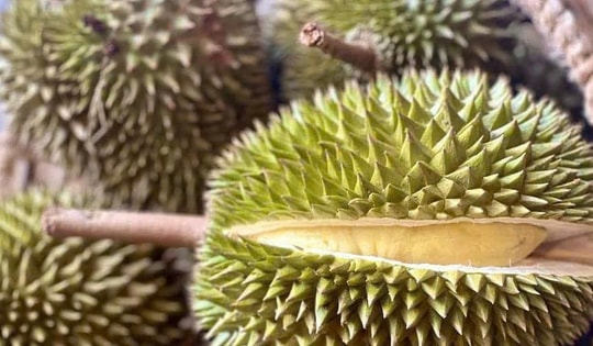 Đề nghị các phòng kiểm nghiệm Cadimi và Vàng O trong sầu riêng chạy hết công suất