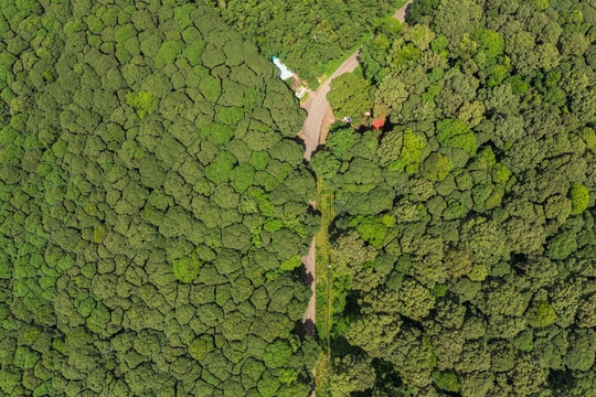 Rừng gỗ quý hơn 450 ha được trồng gần nửa thế kỷ