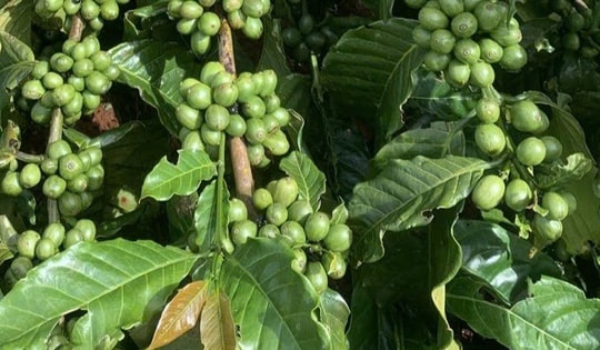 Giá cà phê hôm nay 26-10: Hé lộ của VICOFA về sản lượng vụ mới