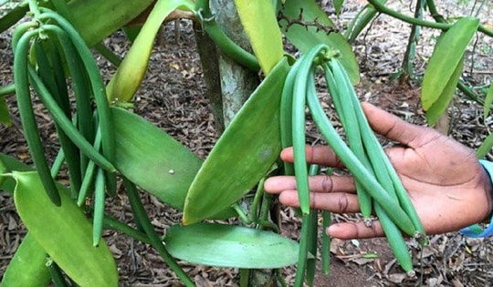 Loại quả đắt đỏ bậc nhất thế giới giá 15 triệu/kg, ở Việt Nam cũng có người trồng thành công