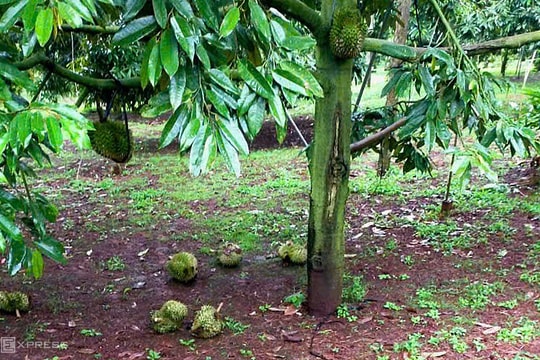 Nông dân lo mất trắng vì sầu riêng bị dừng xét nghiệm, rụng đầy vườn
