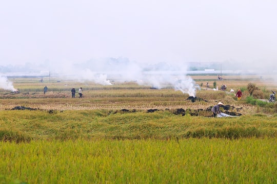 Giá đất nông nghiệp cao nhất tại Hà Nội dự kiến vẫn 290.000 đồng một m2