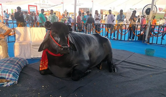 Con trâu màu đen khổng lồ có giá 90 tỷ đồng