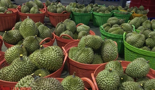 Diễn biến mới vụ hàng ngàn container sầu riêng ùn ứ