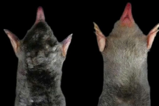 Phát hiện loài chuột chũi chưa từng được ghi nhận trên thế giới