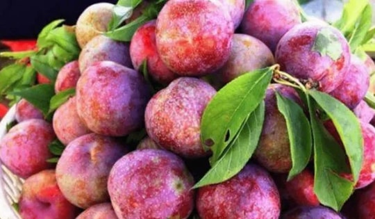 Quả mận: Có thể ổn định đường huyết tự nhiên mà ít người biết