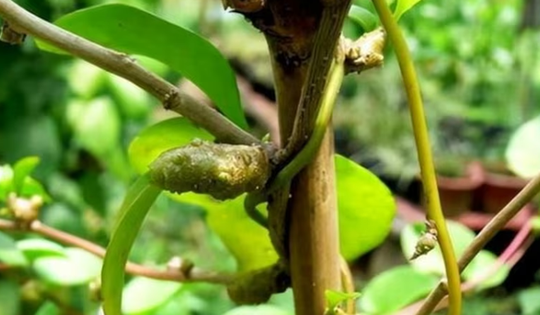 Cây dại xưa không ai "ngó", nay hái bán 2 triệu đồng/kg