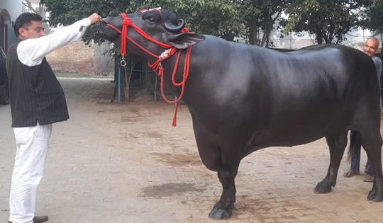 Con trâu khổng lồ được trả 30 tỷ đồng, chủ nhân "kiêu" không bán