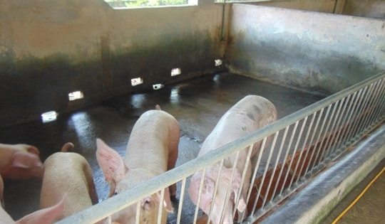 Giá heo hơi hôm nay, 25-10: Khu vực Tây Nam Bộ bất ngờ tăng giá