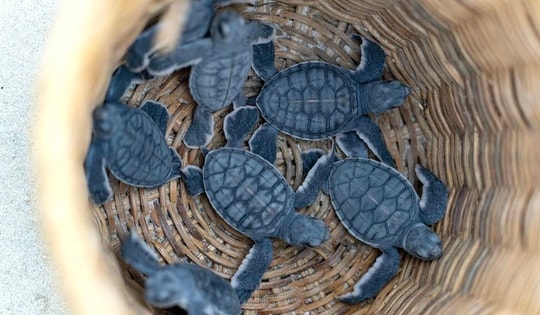 Thả hơn 120.000 rùa con về biển tại đặc khu Côn Đảo