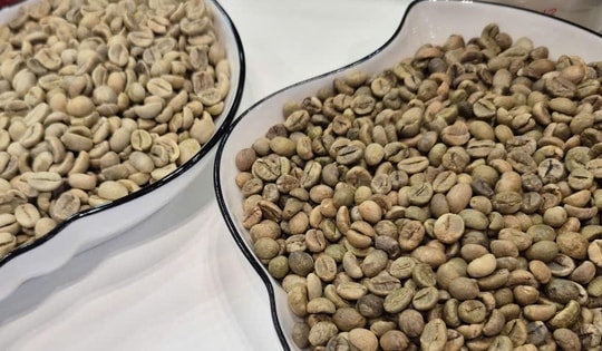 Giá cà phê hôm nay, 28-10: Giảm rất mạnh do bị bán tháo