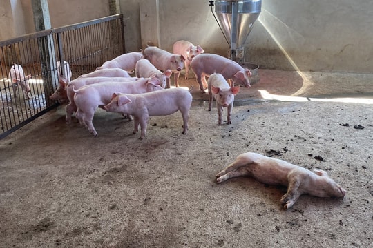 Liên tục phát sinh nhiều ổ dịch tả lợn châu Phi tại Vĩnh Long