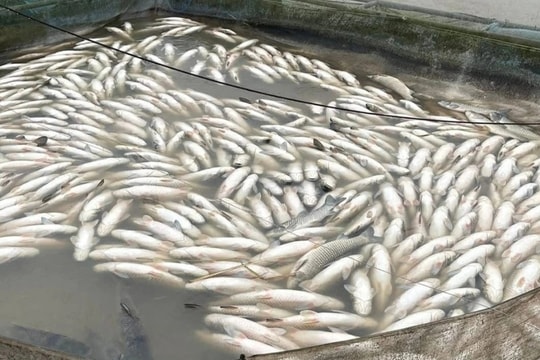 Cá chết la liệt trong lũ, nhiều hộ dân đứng trước viễn cảnh trắng tay