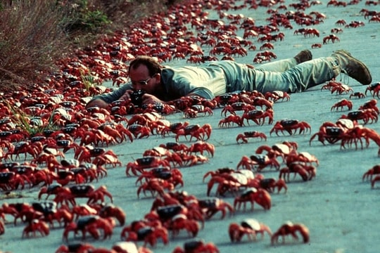 Hàng triệu cua đỏ tràn lên mặt đường trong mùa di cư ở Australia