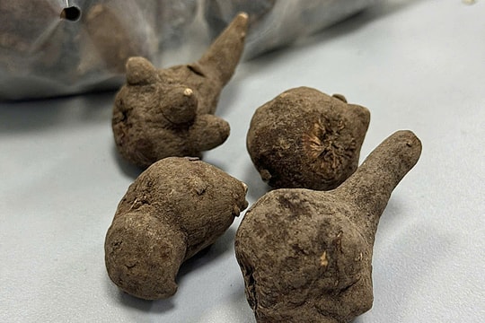 Uống nước củ ấu tàu chữa xương khớp, người phụ nữ suýt mất mạng