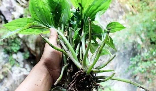 Cây dại mọc đầy ở Việt Nam, sang "trời Tây" bán hơn nửa triệu/kg