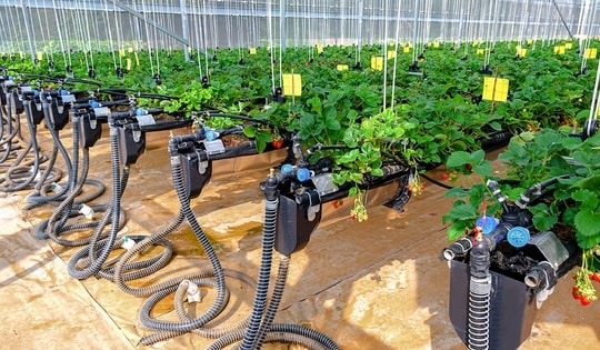 Chuyển đổi số nông nghiệp: Xây nền thể chế, dựng hệ sinh thái