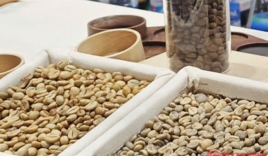 Giá cà phê hôm nay 29-10: Robusta phục hồi nhẹ, Arabica tiếp tục giảm