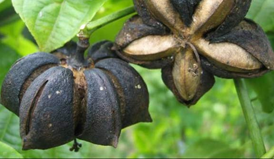 Loại hạt "đắt đỏ bậc nhất thế giới", ở Việt Nam cũng có mà ít ai hay