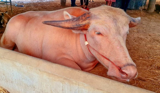 Con trâu bạch tạng được trả giá 1,4 tỷ đồng, chủ trâu cân nhắc mãi mới chịu bán