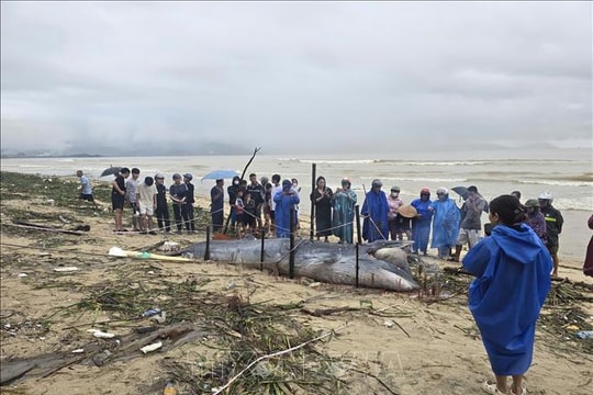 Xác cá Ông trôi dạt vào bờ biển Đà Nẵng