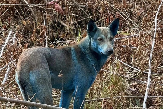 Bầy chó lông xanh gần nhà máy điện hạt nhân Chernobyl