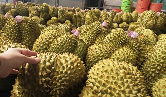 Giá sầu riêng tăng trở lại, bầu Đức tính trồng thêm 1.000 ha sầu riêng