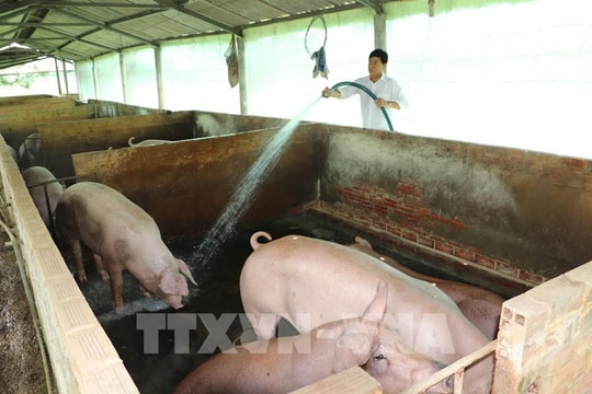 Giá lợn hơi giảm mạnh, nhiều hộ chăn nuôi ở Đồng Tháp lo lắng