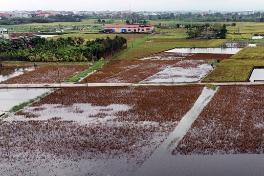 Chủ động thích ứng biến đổi khí hậu và phát triển nền kinh tế carbon thấp