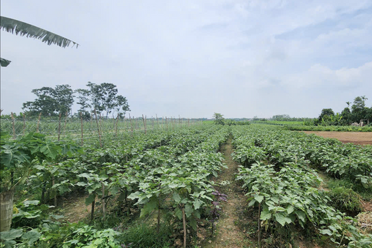 Nông nghiệp sinh thái: Động lực chiến lược trong kỷ nguyên tăng trưởng xanh