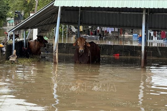 Lâm Đồng: Gần 4.000 căn nhà bị ngập và hư hỏng, thiệt hại trên 87 tỷ đồng do mưa lũ
