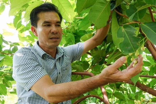 Lão nông "rồ" bỏ hàng chục tỷ đồng tạo giống trái cây quê, được giá khó tin