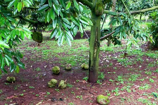 Chính phủ yêu cầu làm rõ nguyên nhân dừng kiểm nghiệm sầu riêng