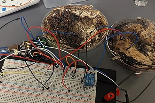 Nấm có thể xử lý và lưu trữ dữ liệu thay chip silicon