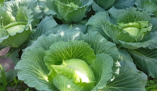 Loại rau quen thuộc, có nhiều vào mùa đông giá lại rẻ, giúp xương khớp khỏe mạnh