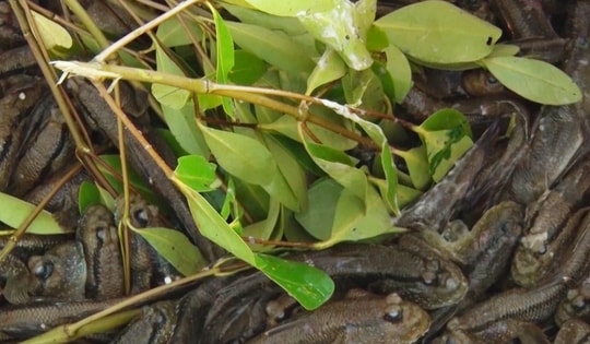 Giá nông thủy sản miền Tây: Loài cá biết leo cây ở Cà Mau hơn 300.000 đồng/kg