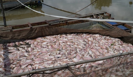 Hình ảnh cá diêu hồng chết trắng trong bè trước ngày xuất bán ở Cần Thơ
