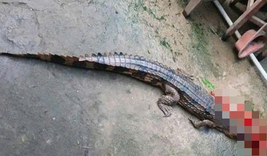 Vụ cá sấu sổng chuồng cắn thầy giáo ở Tây Ninh: Lời khai bất ngờ từ người nuôi
