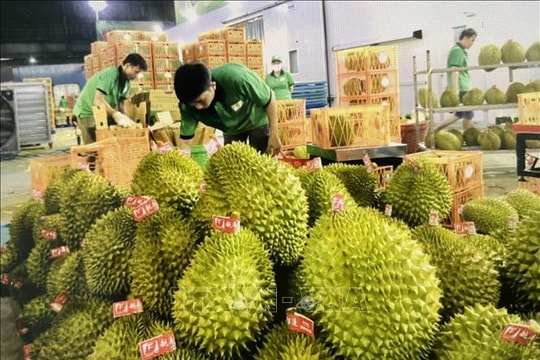 Xuất khẩu sầu riêng ổn định trở lại sau thời gian ngắn gián đoạn bởi kiểm nghiệm