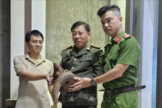 Tiếp nhận tê tê thuộc nhóm nguy cấp, quý hiếm từ người dân