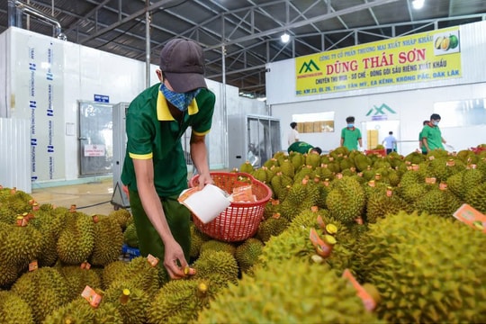 Xuất khẩu sầu riêng thông suốt trở lại sau 1 tuần gỡ vướng khâu kiểm nghiệm