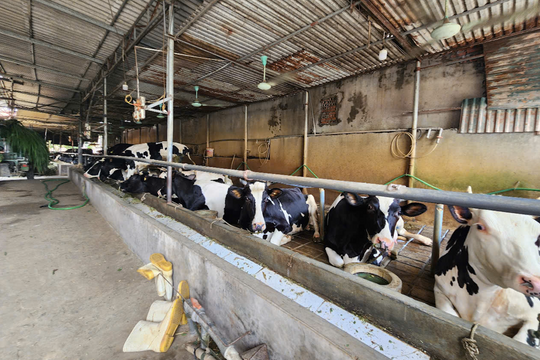 Ngành nông nghiệp khẳng định là trụ cột quan trọng trong phát triển kinh tế