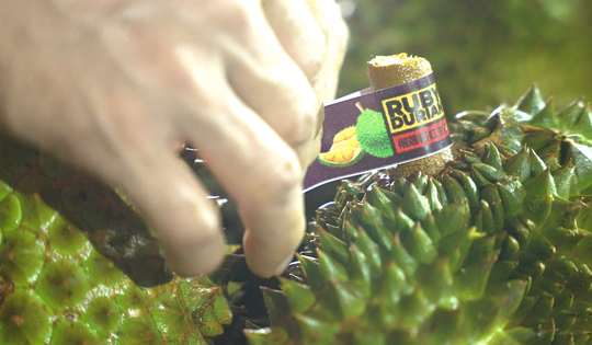 Cục Trồng trọt và Bảo vệ thực vật thông tin mới nhất về hoạt động kiểm nghiệm sầu riêng